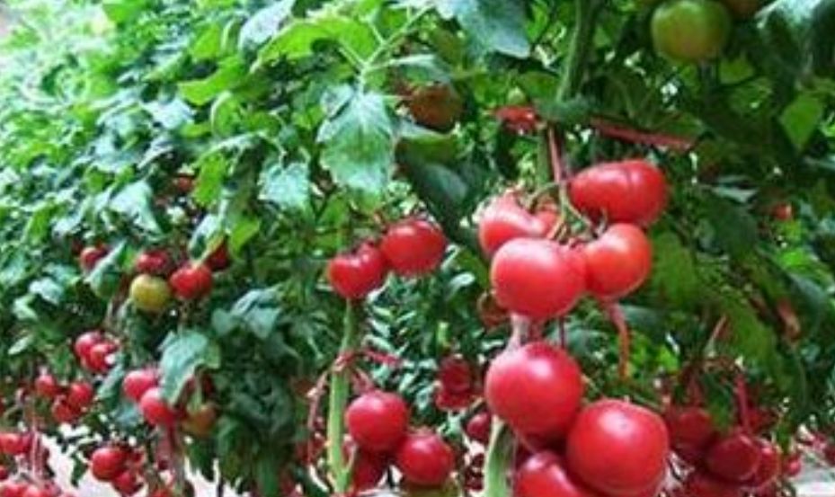 番茄病虫害防治，科学管理很重要，田间措施要做好