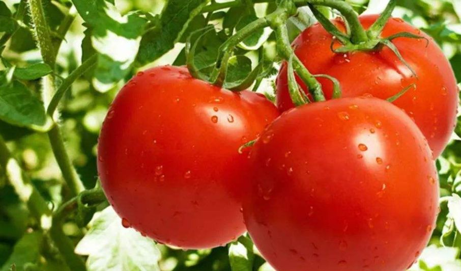 番茄病虫害防治，科学管理很重要，田间措施要做好